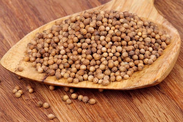 How to harvest coriander seeds