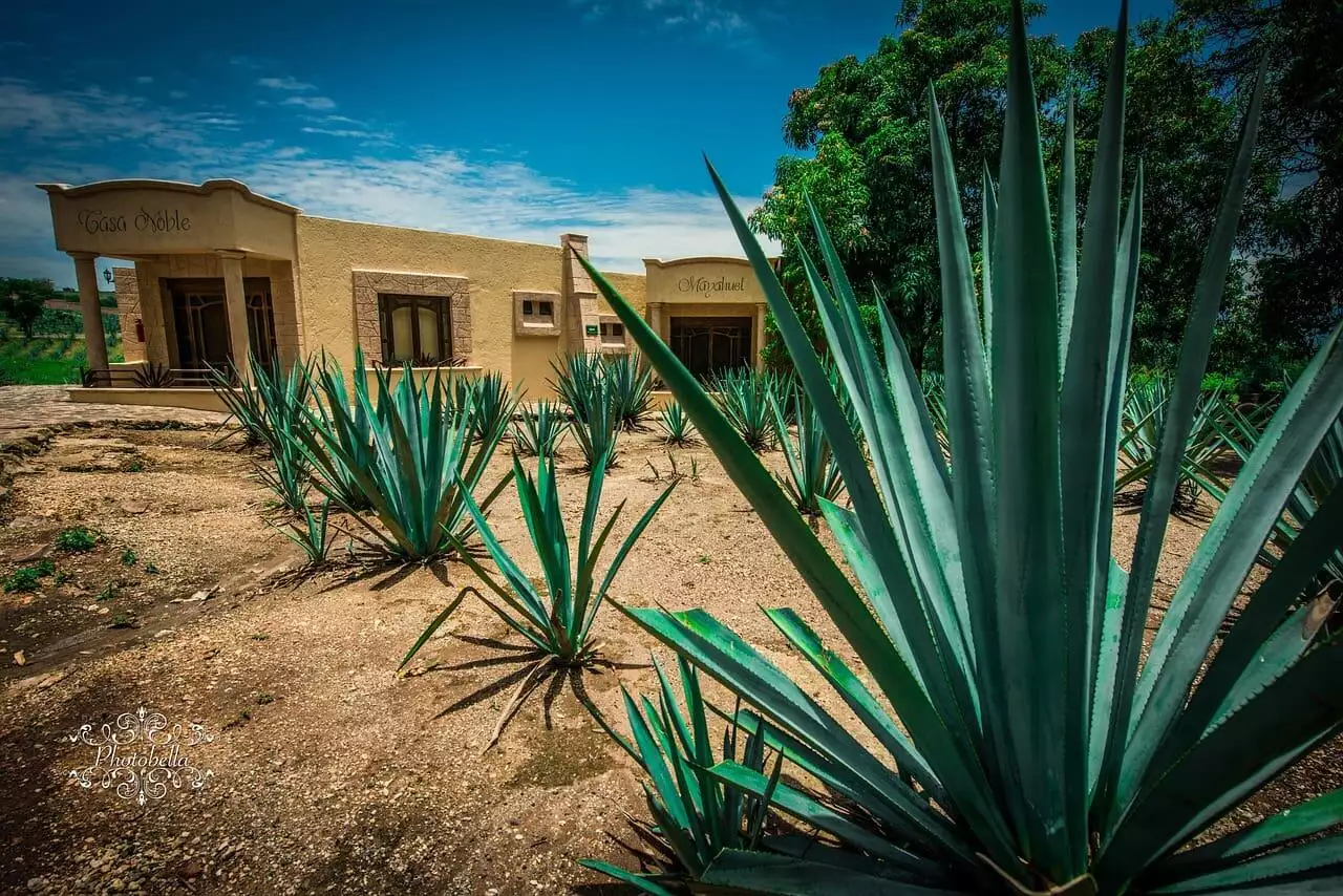 Sip in Style: What is The Best Tequila for Margaritas? 4