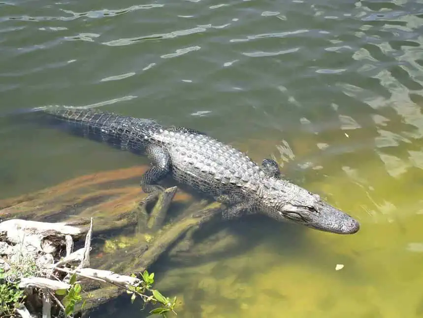 Explore Florida's Eco-System with Everglades Airboat Safari! 1 Explore Florida's Eco-System with Everglades Airboat Safari!
