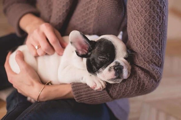 When to Start Flea and Tick Treatment for Puppies? 11