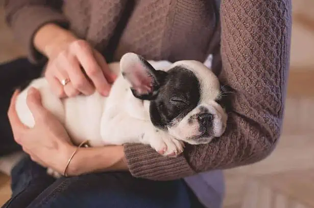 When to Start Flea and Tick Treatment for Puppies? 8