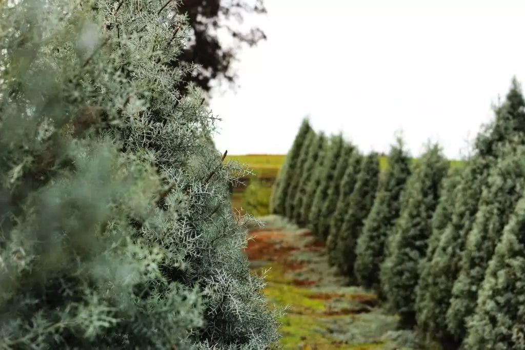 How Long Does It Take to Grow a Christmas Tree? A Complete Guide 5 How long does it take to grow a Christmas tree