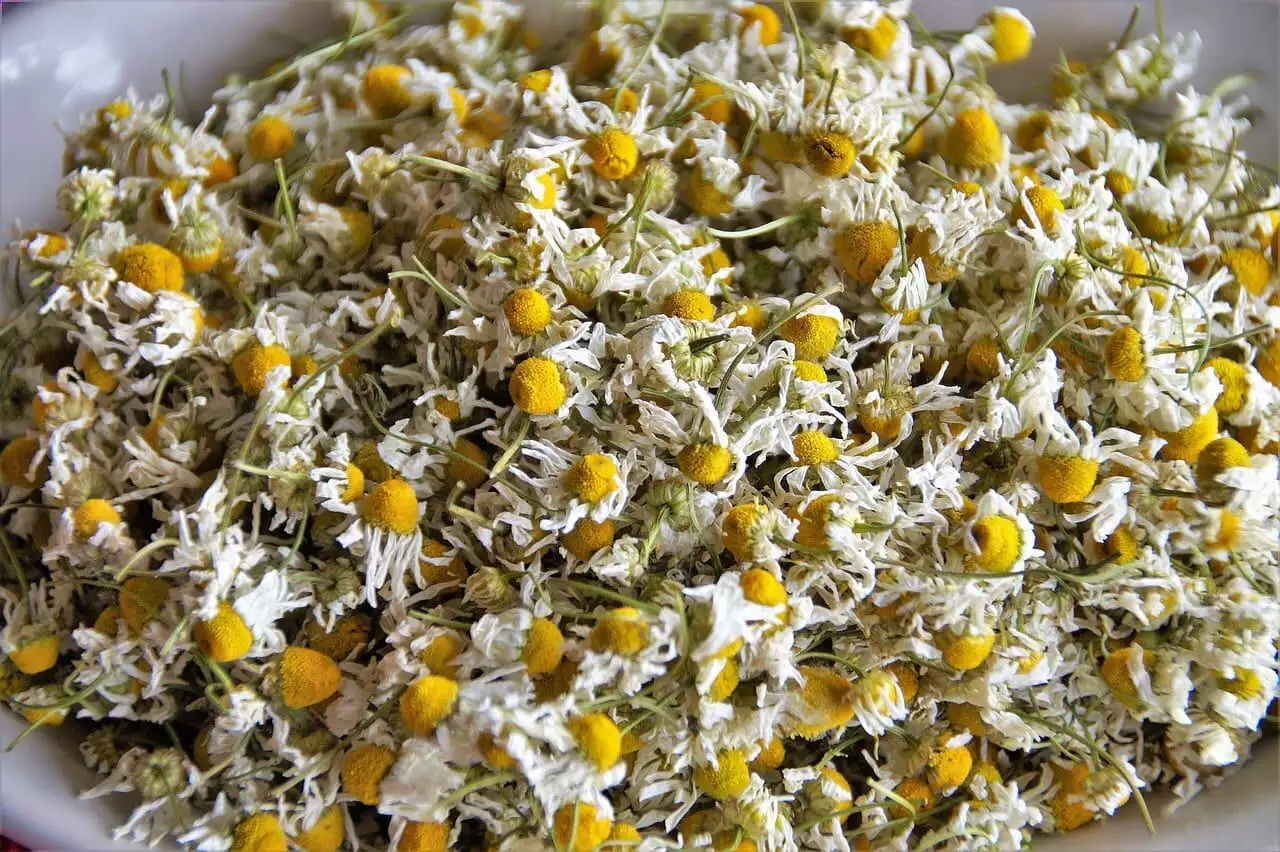 How to harvest chamomile
