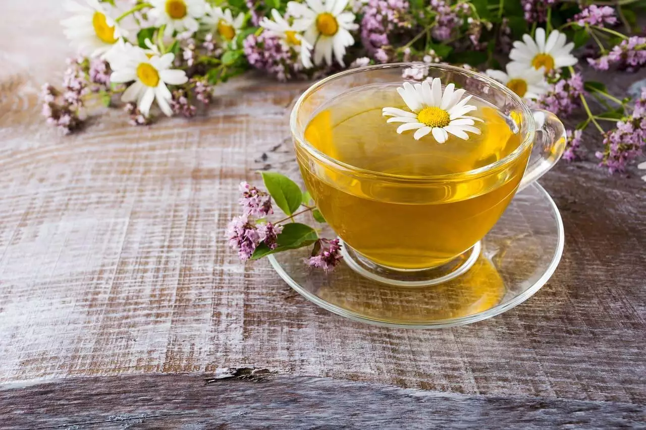 How to harvest chamomile