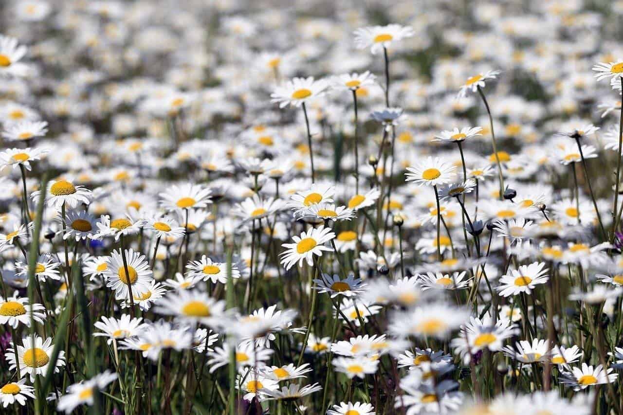 How to harvest chamomile
