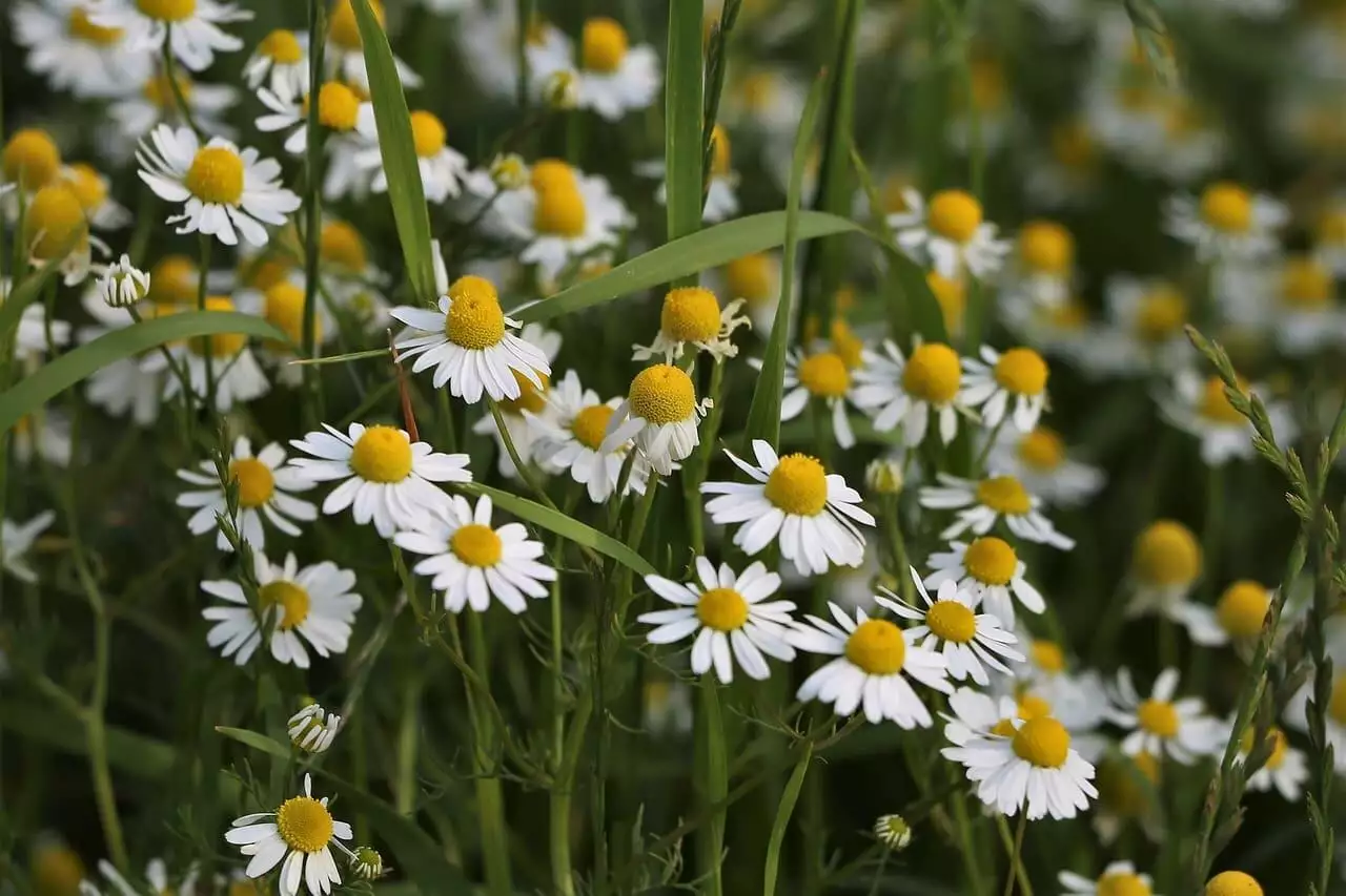 How to harvest chamomile