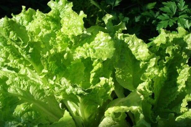 How To Harvest Lettuce For A Sustainable Growth 6