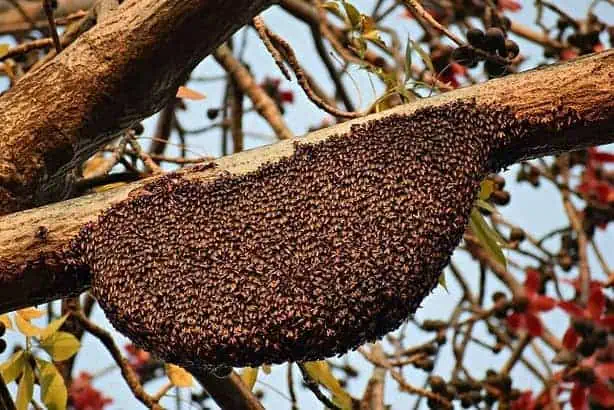 Is honey a condiment?
