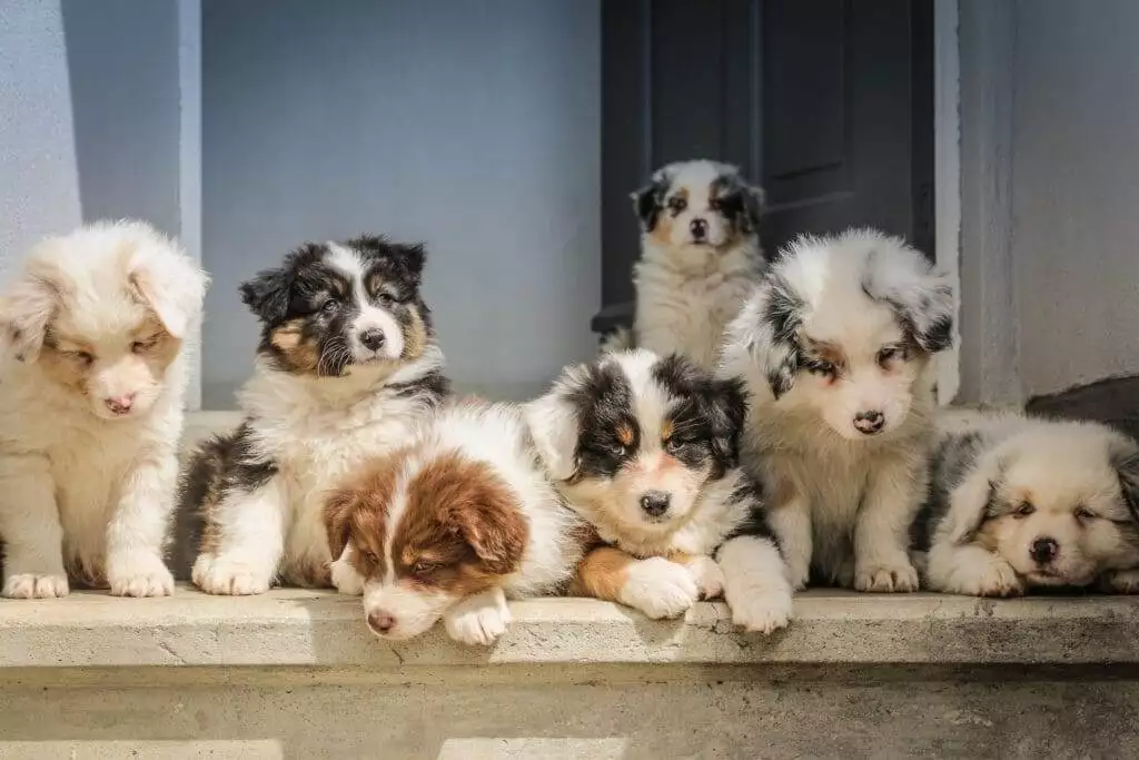 Do Dogs Drink a Lot of Water Before They Die: Deciphering Canine Thirst 4 Puppies who are fed by mother dog