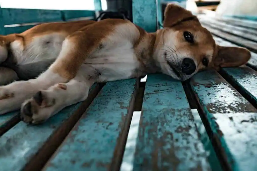 Do Dogs Drink a Lot of Water Before They Die: Deciphering Canine Thirst 6 Sick dog