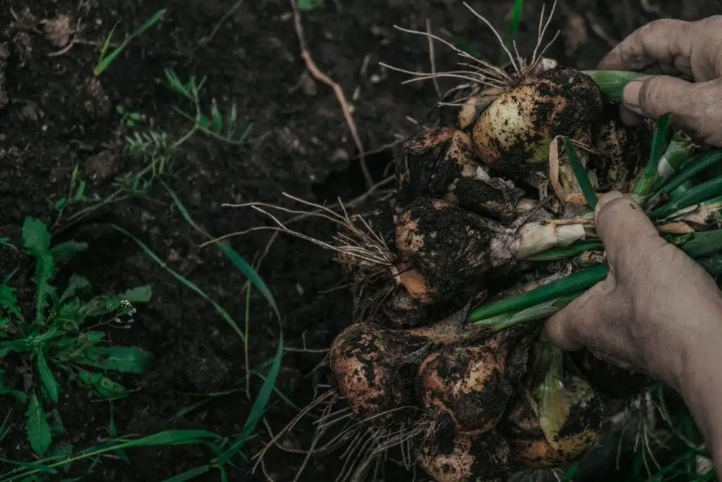 Harvesting by Whole Plant