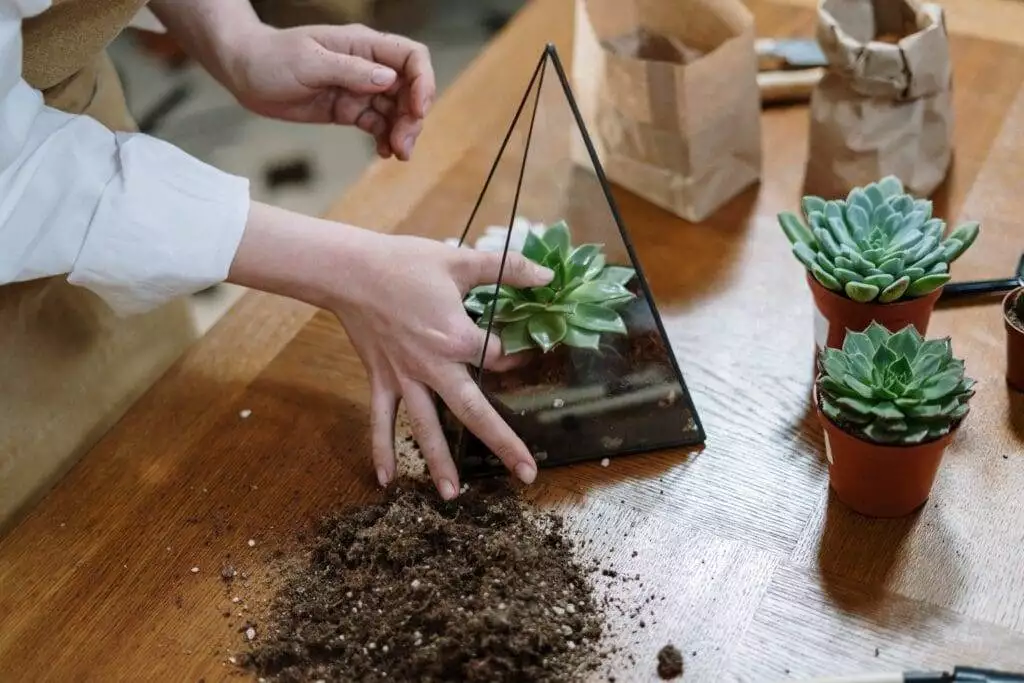 A Broad View: Why are the Leaves on My Christmas Cactus Limp 3 Christmas cactus