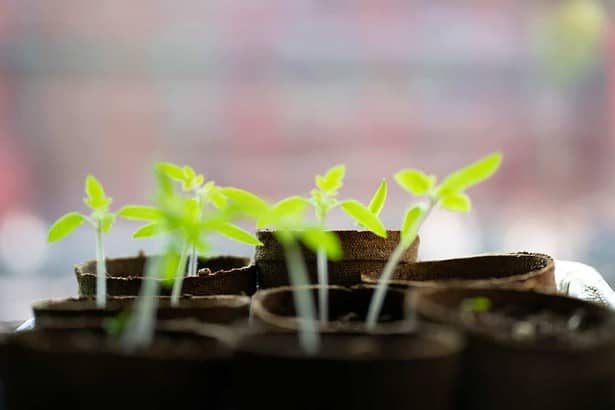 When to start fertilizing seedlings