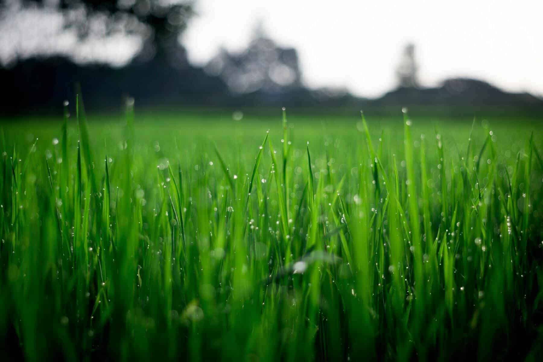 Green Onions Field