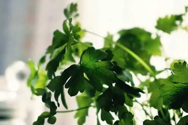How to harvest Parsley