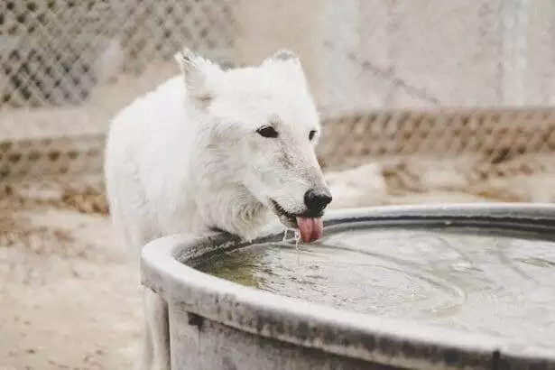 Do Dogs Drink a Lot of Water Before They Die: Deciphering Canine Thirst 8