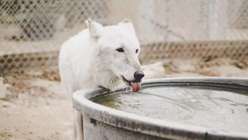 Do Dogs Drink a Lot of Water Before They Die: Deciphering Canine Thirst 1 Do Dogs Drink a Lot of Water Before They Die: Deciphering Canine Thirst 1