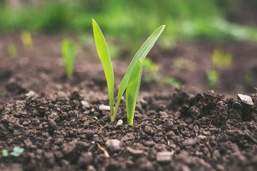How does climate affect soil formation