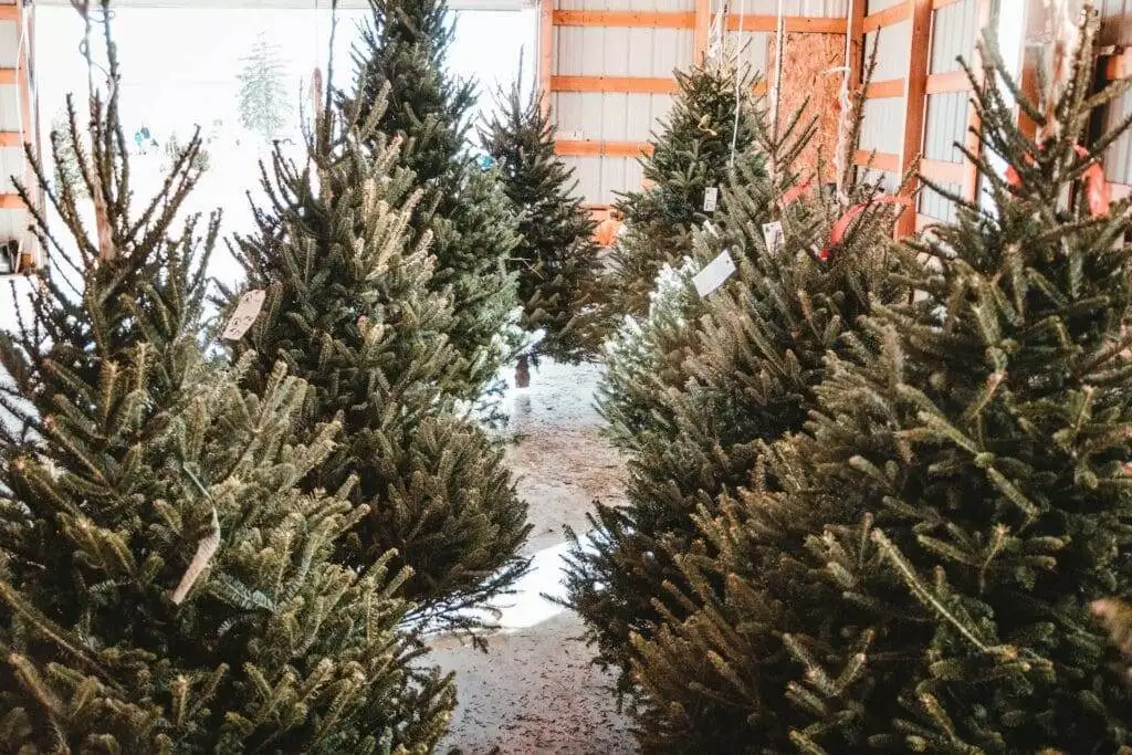 How Long Does It Take to Grow a Christmas Tree? A Complete Guide 11 How long does it take to grow a Christmas tree