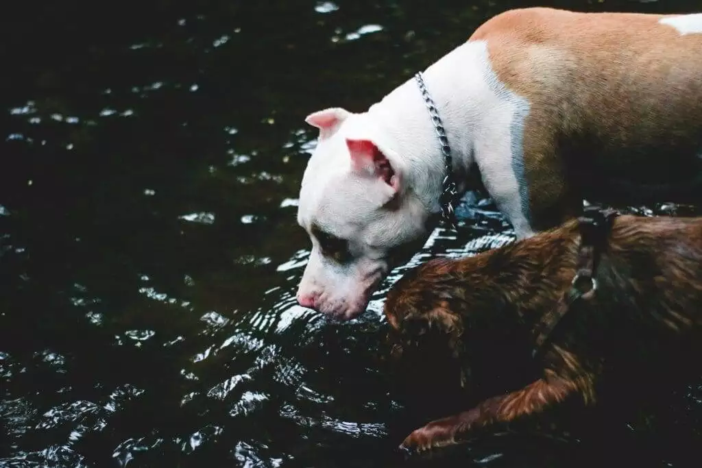 Do Dogs Drink a Lot of Water Before They Die: Deciphering Canine Thirst 2 Not all dogs drink water before they die