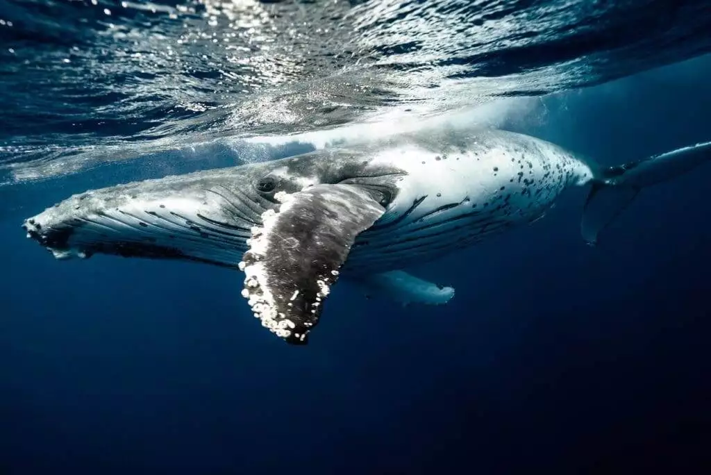 how does water pollution affect aquatic life