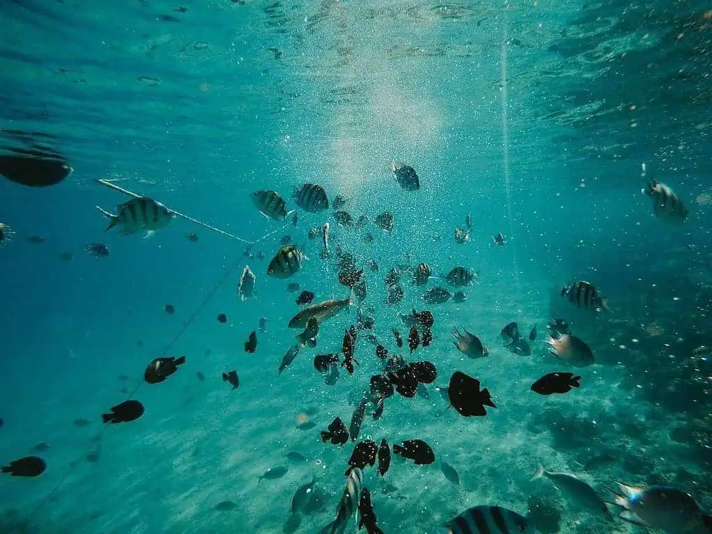 how does water pollution affect aquatic life