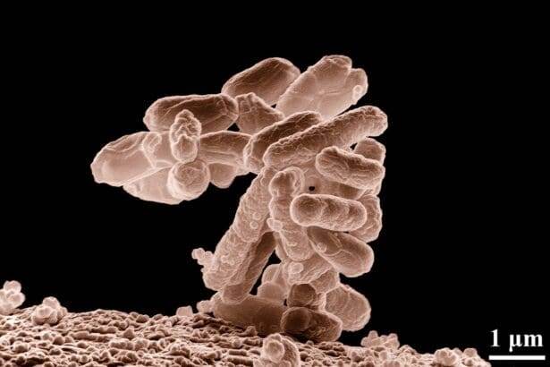Does salt water kill bacteria