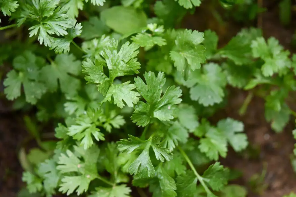 Embarking on a Fresh Start: Delectable Choices to Enhance Your New Year's Day Celebration 8 Herbs