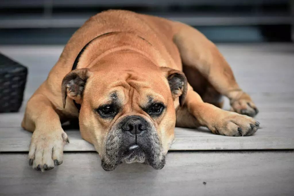 what to do if your dog eats weed