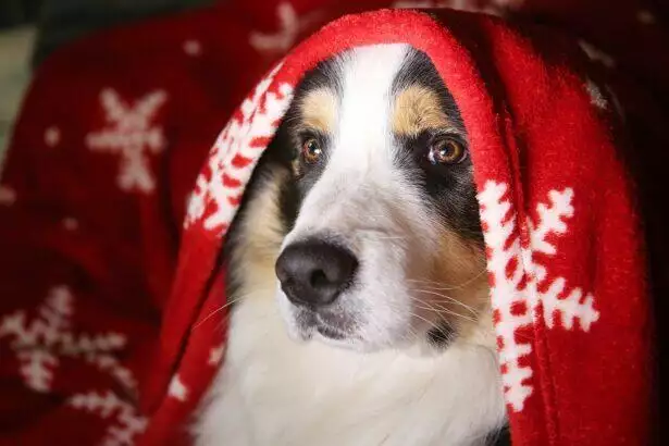 Are Christmas cactus Poisonous to Dogs