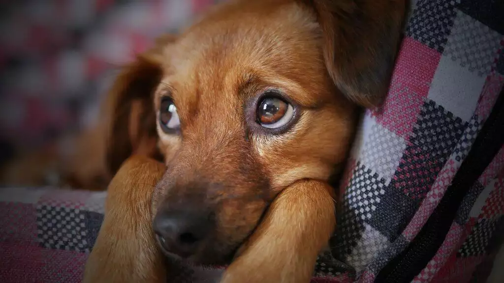 what to do if your dog eats weed