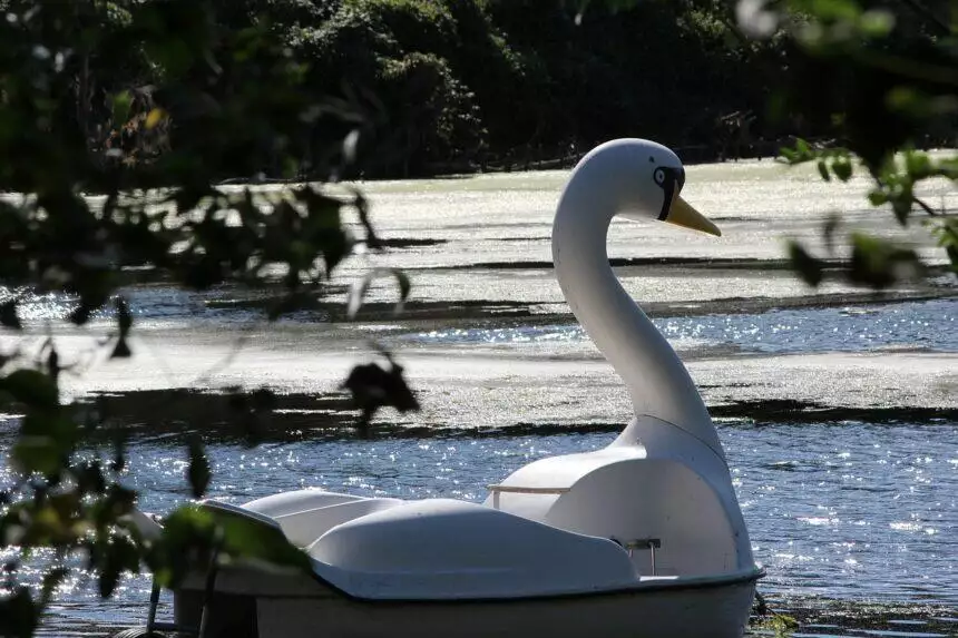 Explore L.A.'s Echo Park Lake by Taking the Swan Boats Ride! 1 Explore L.A.'s Echo Park Lake by Taking the Swan Boats Ride!