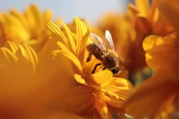How is bee pollen collected