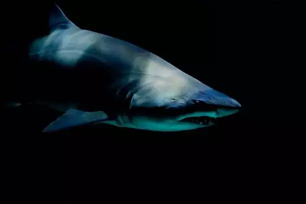 Do sharks have a brain