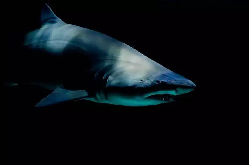 Do sharks have a brain