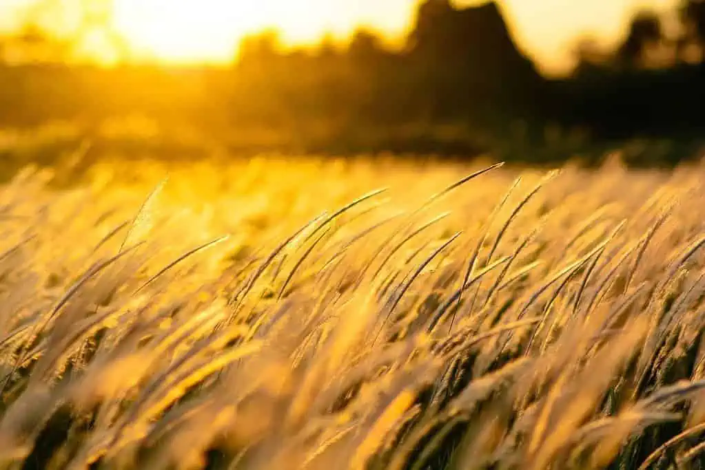 Impacts of Wind Patterns on Climate: Understanding the Effects 2 what effects do wind patterns have on climate