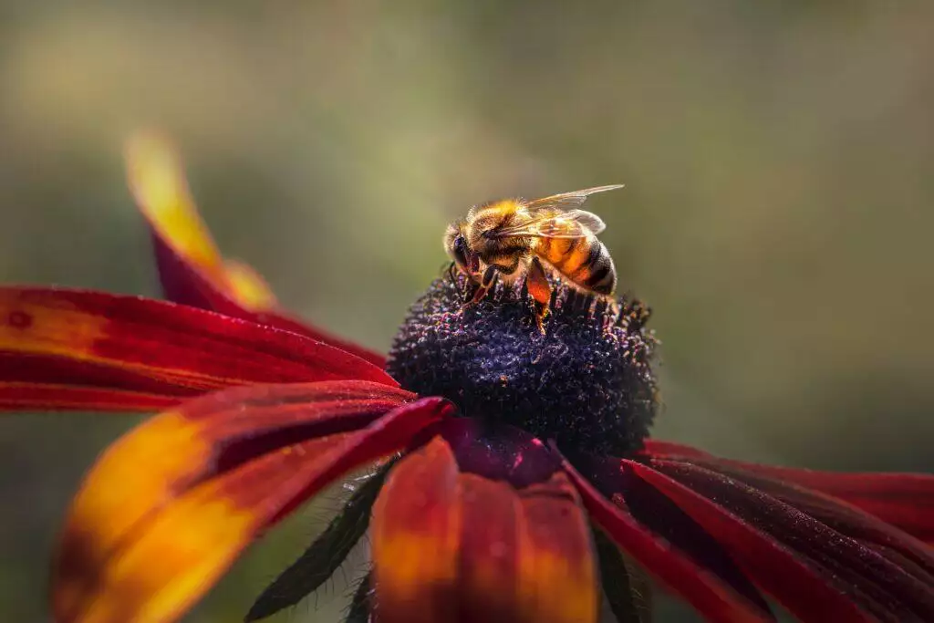 Western honey bee on a flower