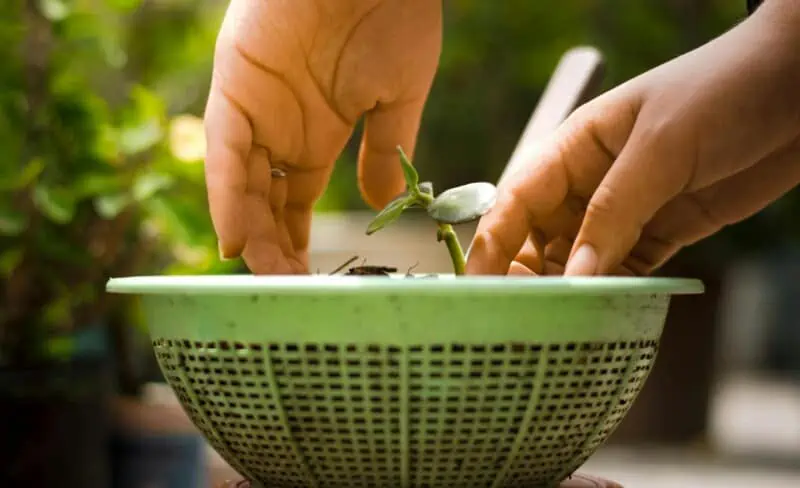 Sujith Nadig: A Plant Lover's Mission to Make The World A Greener Place 2 A Plant Lover