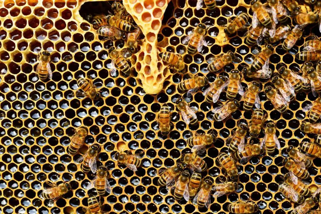 Honey bees on the harvesting