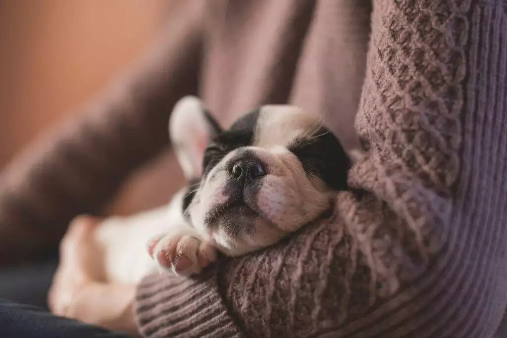 what to do if your dog eats weed