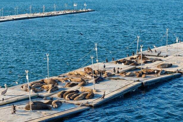 San Diego's Two-Hour Harbor Cruise and Sea Lion Adventure!