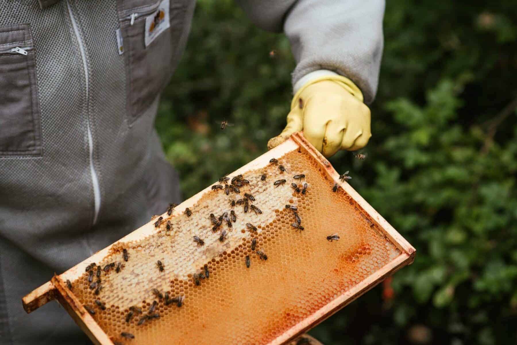 Beekeeper inspecting honeycomb frame outdoors
