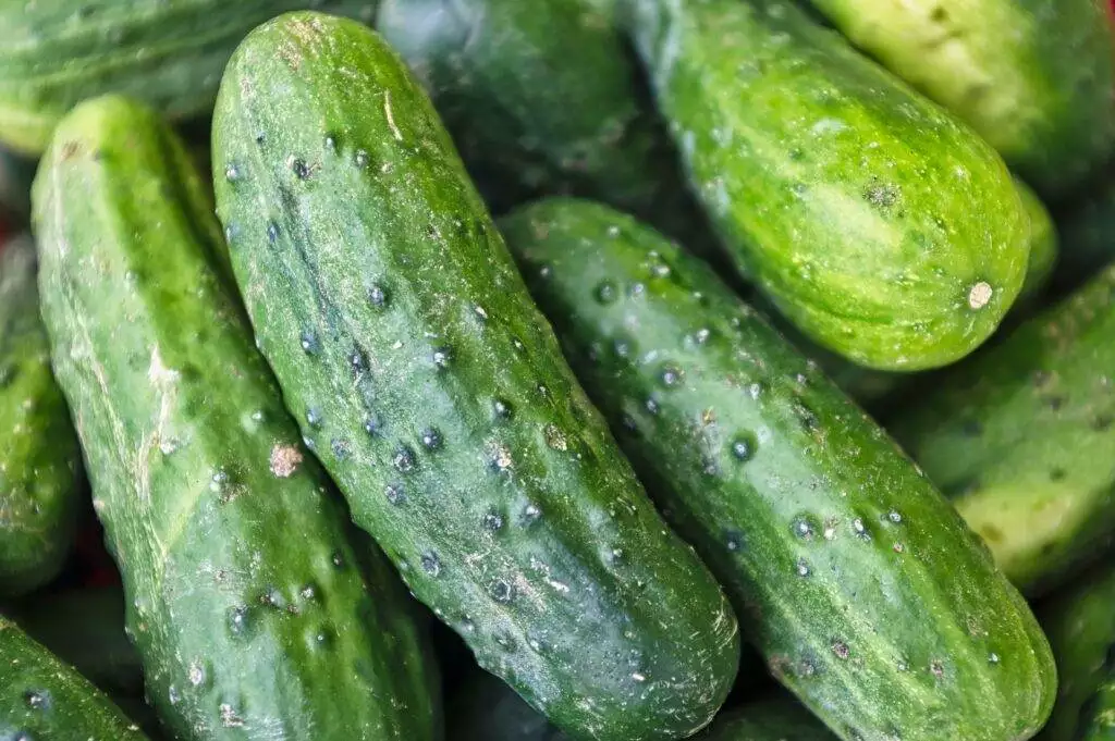 How to Know If a Cucumber is Bad? 6 Ways to Check 2 How to Know If a Cucumber is Bad? 6 Ways to Check 1