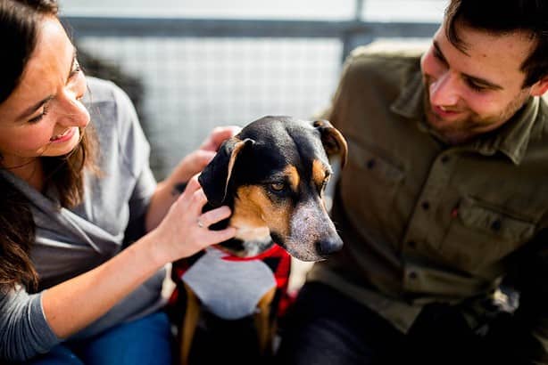 how to know if your dog has an ear infection