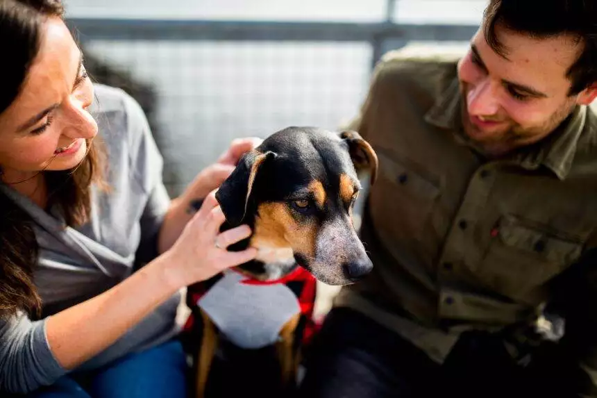 how to know if your dog has an ear infection