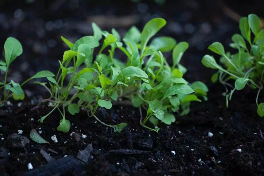 how to harvest arugula