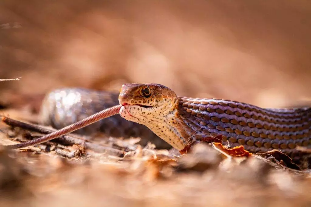 Picture of a snake 