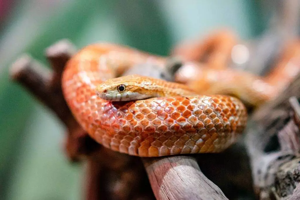 how to know if a snake is poisonous 