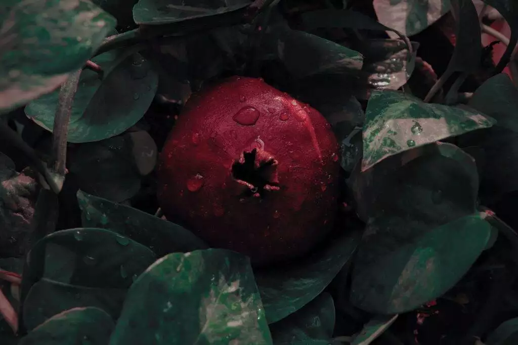 Signs to Determine the Ripeness of a Pomegranate by Yourself 3 how to know when a pomegranate is ripe