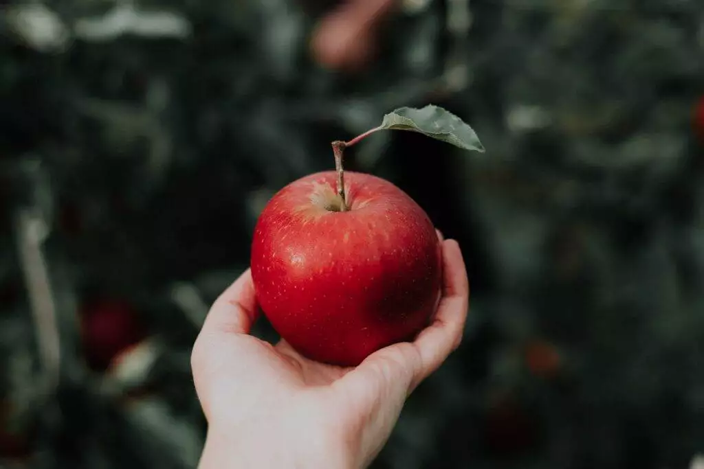a hand holding a red apple